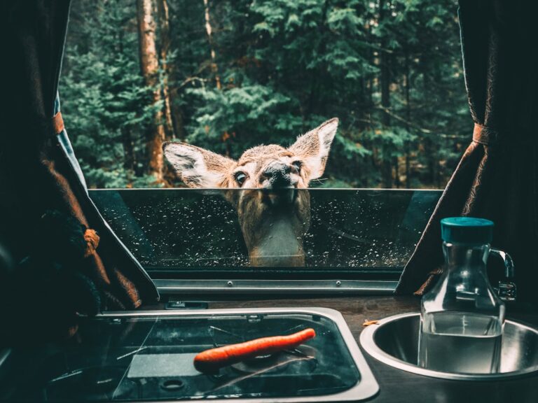 Best Portable Water Filters for Your Camping Adventures This Season
